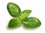 Basil Leaf