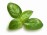 Basil Leaf