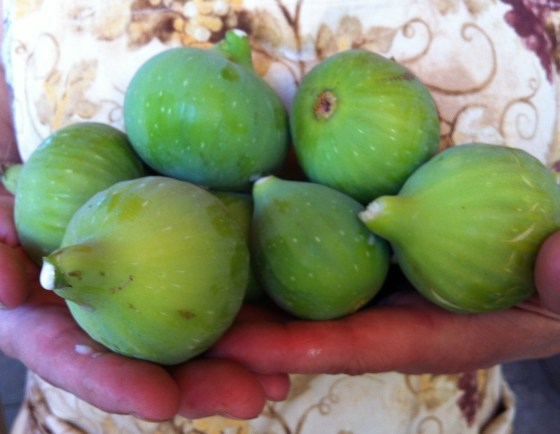 Homegrown Figs