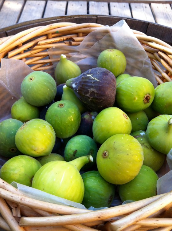 Basket of Homegrown Figs