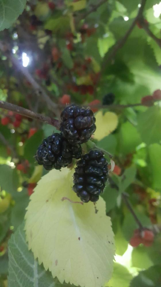 Mulberr Tree Aprons & Stilettos