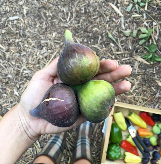 Fresh Creekview Figs